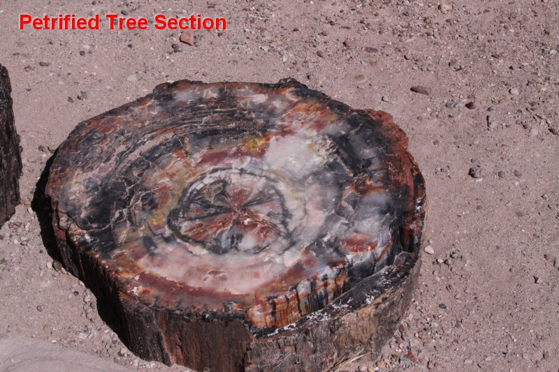 Petrified Tree Section