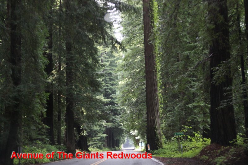 Avenue of The Giants Redwoods